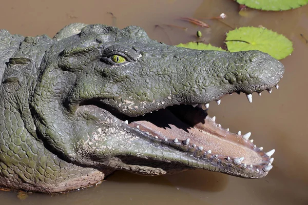 Closeup Crocodile Sitting Water — Stock Photo, Image