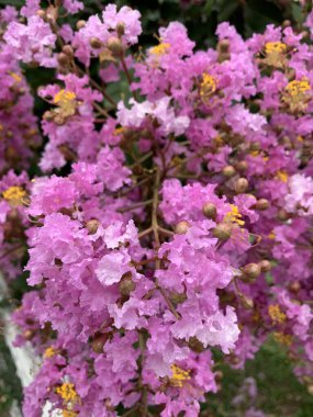 Beyaz çitli ve arka planda çimen olan güzel, parlak, pembe Krep Myrtle çiçeğinin yakın çekimi.