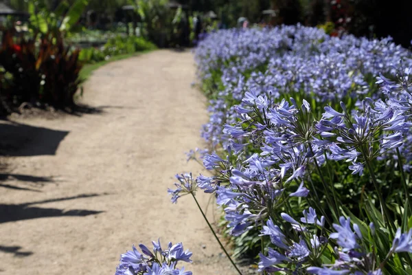 Ścieżka Wyłożona Pięknymi Fioletowymi Kwiatami Agapanthus — Zdjęcie stockowe