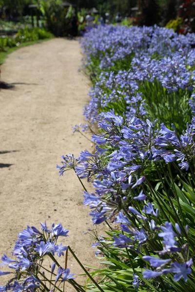 Ścieżka Wyłożona Pięknymi Fioletowymi Kwiatami Agapanthus — Zdjęcie stockowe