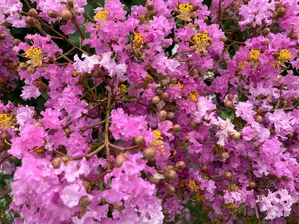 Närbild Vackra Ljusa Rosa Crepe Myrtle Blomma Med Vitt Staket — Stockfoto