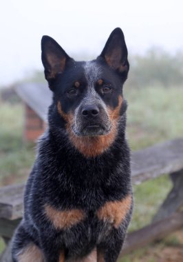 Güzel Avustralya Sığır Köpeği 'nin yakın çekimi. Ayrıca mükemmel çizgileri olan Blue Heeler olarak da bilinir.