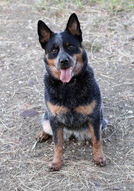 Güzel Avustralya Sığır Köpeği 'nin yakın çekimi. Ayrıca mükemmel çizgileri olan Blue Heeler olarak da bilinir.