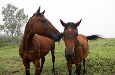 Queensland Avustralya 'nın kırsal kesimindeki yeşil çim tarlasında güzel kahverengi kestane atları.