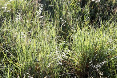 Sabahın erken saatlerinde Avustralya 'nın Queensland kırsalında, uzun otların arasında güneş doğuyor.