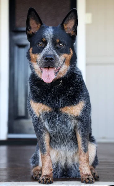 Closeup Bela Australian Cattle Dog Também Conhecido Como Saltador Azul — Fotografia de Stock