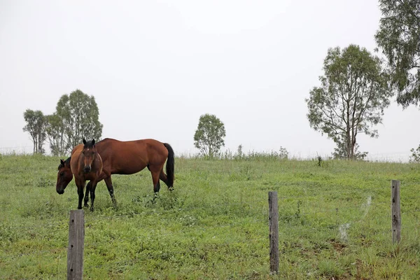 Bela Castanha Castanha Cavalos Campo Grama Verde Campo Queensland Austrália — Fotografia de Stock