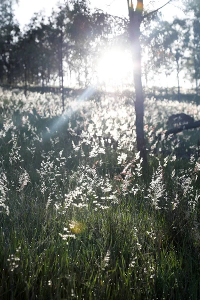 Sol Temprano Mañana Mostrando Través Hierba Alta Queensland Australia Campo —  Fotos de Stock