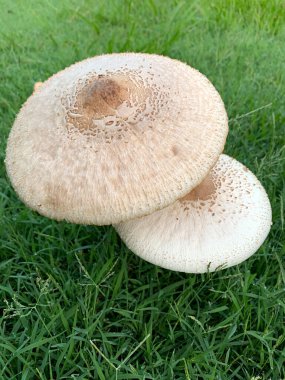 Beyaz ve kahverengi mantarların yakınlaştırılması ve arka planda otlar yerleşim ortamında