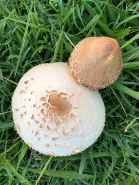 Beyaz ve kahverengi mantarların yakınlaştırılması ve arka planda otlar yerleşim ortamında