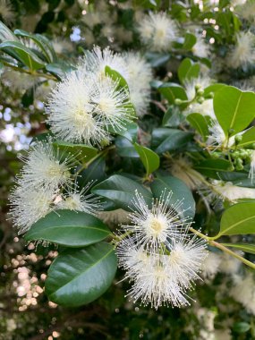 Yeşil yapraklarla çevrili güzel beyaz çiçek açan diş etleri.