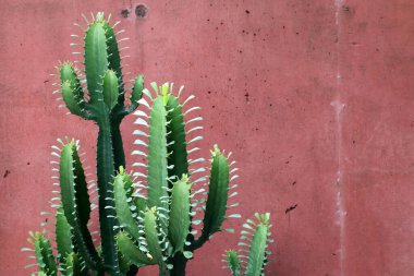 Koyu yeşil kaktüs ve koyu kırmızı duvar arkaplanı.