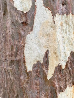 Queensland, Avustralya 'daki eski hayalet sakız ağacının desenli kahverengi ve beyaz kabuğu.