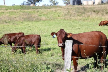 Kırsal bir alanda otlayan inekler mavi gökyüzü ve arka planda bulutlar, tepelerle çevrili.