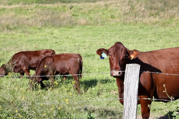 Vacas Pastando Campo Rural Com Céu Azul Nuvens Fundo Cercadas — Fotografia de Stock