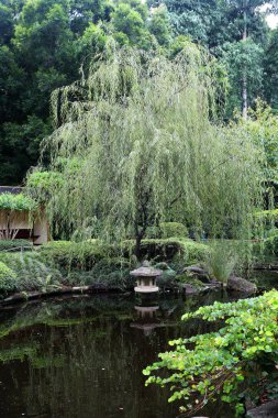 Brisbane, Queensland, Avustralya 'daki Cootha Dağı Botanik Bahçeleri' nin güzel bahçeleri