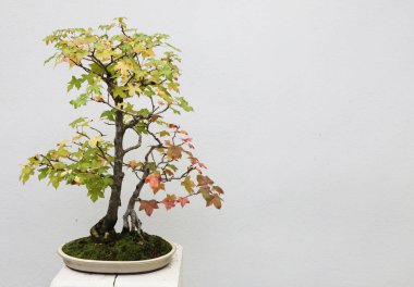 Beyaz arkaplanı olan güzel Bonsai ağaçlarına yakın çekim
