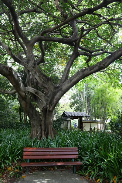 Piękne Ogrody Cootha Botanical Gardens Brisbane Queensland Australia — Zdjęcie stockowe