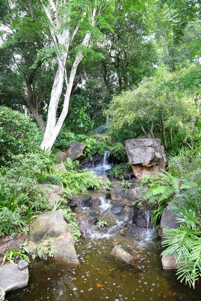 Beautiful Gardens Cootha Botanical Gardens Brisbane Queensland Australia — Stock Photo, Image