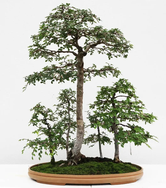 Close Van Prachtige Bonsai Bomen Met Witte Achtergrond — Stockfoto