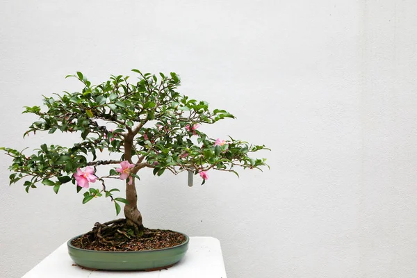 Närbild Vackra Bonsai Träd Med Vit Bakgrund — Stockfoto