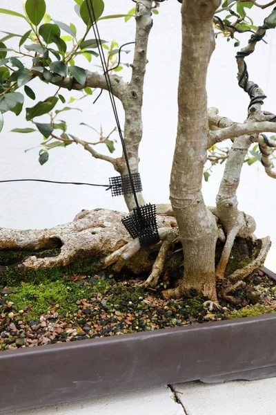 Closeup Beautiful Bonsai Trees White Background — Stock Photo, Image