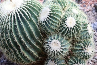 Koyu yeşil kaktüs ve koyu gri duvar arkaplanı.