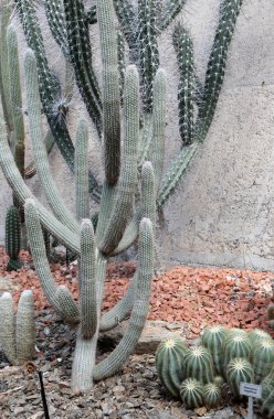 Koyu yeşil kaktüs ve koyu gri duvar arkaplanı.