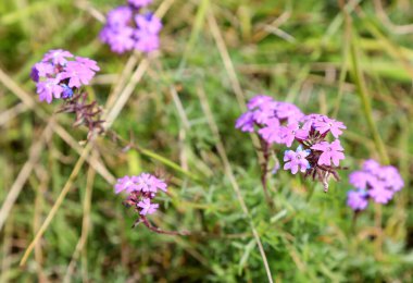 Queensland, Avustralya kırsalında yerel otlarla çevrili güzel kır çiçekleri.