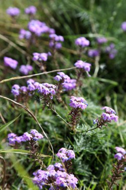 Queensland, Avustralya kırsalında yerel otlarla çevrili güzel kır çiçekleri.