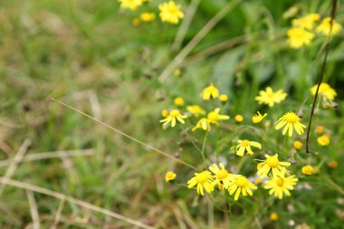Queensland, Avustralya kırsalında yerel otlarla çevrili güzel kır çiçekleri.
