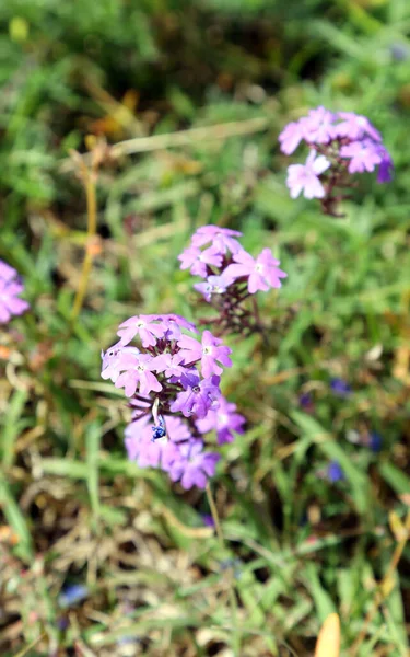 Field Beautiful Wild Flowers Surrounded Native Grass Queensland Australia Countryside — Stock Photo, Image