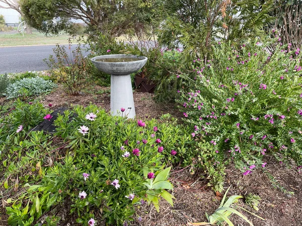 Vackra Lila Rosa Och Vita Tusensköna Blommor Trädgårdsmiljö Tidigt Morgonen — Stockfoto