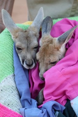 Very young joey Kangaroo wrapped up in a blanket protected from the cold.  Rescued and at a kangaroo sanctuary in Alice Springs, Northern Territory, Australia