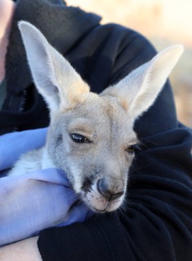 Very young joey Kangaroo wrapped up in a blanket protected from the cold.  Rescued and at a kangaroo sanctuary in Alice Springs, Northern Territory, Australia