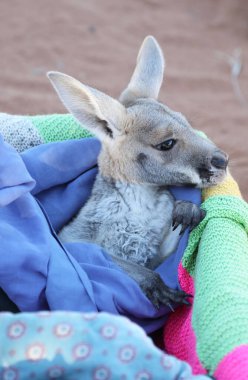 Very young joey Kangaroo wrapped up in a blanket protected from the cold.  Rescued and at a kangaroo sanctuary in Alice Springs, Northern Territory, Australia