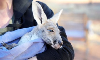 Very young joey Kangaroo wrapped up in a blanket protected from the cold.  Rescued and at a kangaroo sanctuary in Alice Springs, Northern Territory, Australia