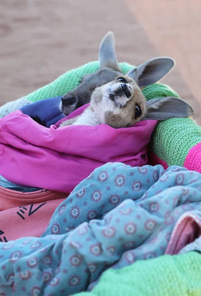 Bardzo Młody Joey Kangaroo Owinięty Koc Chroniony Przed Zimnem Uratowany — Zdjęcie stockowe