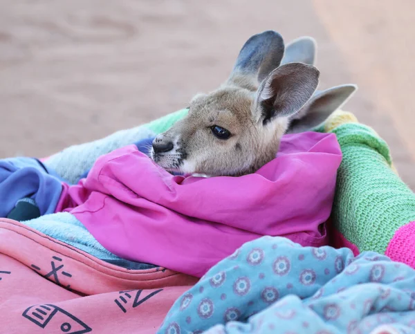 Very Young Joey Kangaroo Wrapped Blanket Protected Cold Rescued Kangaroo — Foto de Stock