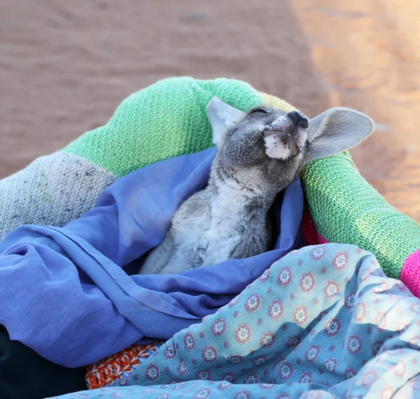 Bardzo Młody Joey Kangaroo Owinięty Koc Chroniony Przed Zimnem Uratowany — Zdjęcie stockowe