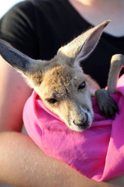 Very young joey Kangaroo wrapped up in a blanket protected from the cold.  Rescued and at a kangaroo sanctuary in Alice Springs, Northern Territory, Australia