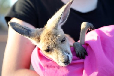 Very young joey Kangaroo wrapped up in a blanket protected from the cold.  Rescued and at a kangaroo sanctuary in Alice Springs, Northern Territory, Australia