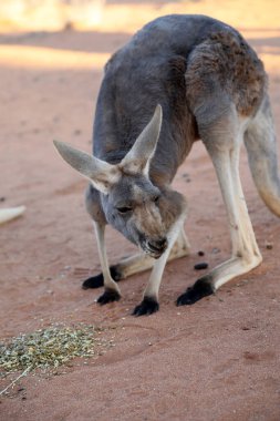 Beautiful, healthy,young kangaroos in natural habitat in a sanctuary in Alice Springs, Northern Territory, Australia