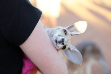 Very young joey Kangaroo wrapped up in a blanket protected from the cold.  Rescued and at a kangaroo sanctuary in Alice Springs, Northern Territory, Australia