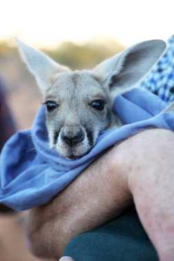 Very young joey Kangaroo wrapped up in a blanket protected from the cold.  Rescued and at a kangaroo sanctuary in Alice Springs, Northern Territory, Australia