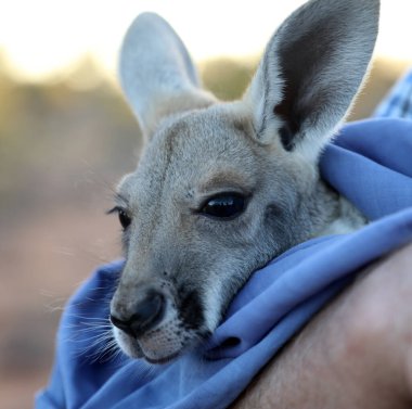 Very young joey Kangaroo wrapped up in a blanket protected from the cold.  Rescued and at a kangaroo sanctuary in Alice Springs, Northern Territory, Australia