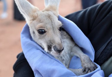 Very young joey Kangaroo wrapped up in a blanket protected from the cold.  Rescued and at a kangaroo sanctuary in Alice Springs, Northern Territory, Australia