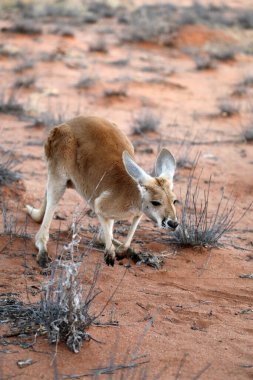 Beautiful, healthy,young kangaroos in natural habitat in a sanctuary in Alice Springs, Northern Territory, Australia