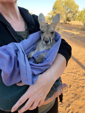Very young joey Kangaroo wrapped up in a blanket protected from the cold.  Rescued and at a kangaroo sanctuary in Alice Springs, Northern Territory, Australia