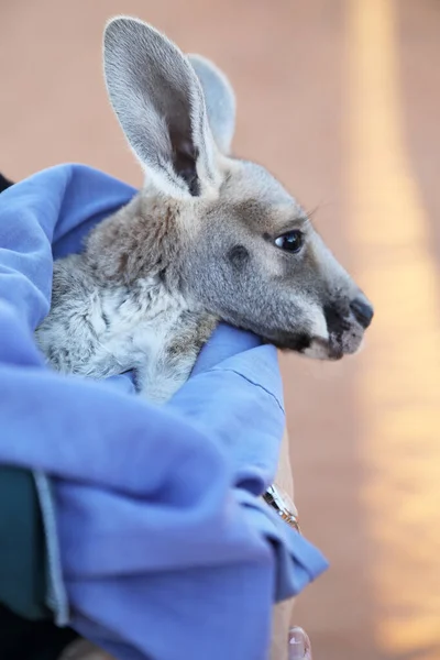 非常年幼的袋鼠 裹着一条能御寒的毛毯 在澳大利亚北部爱丽丝泉的袋鼠保护区被营救和保护 — 图库照片